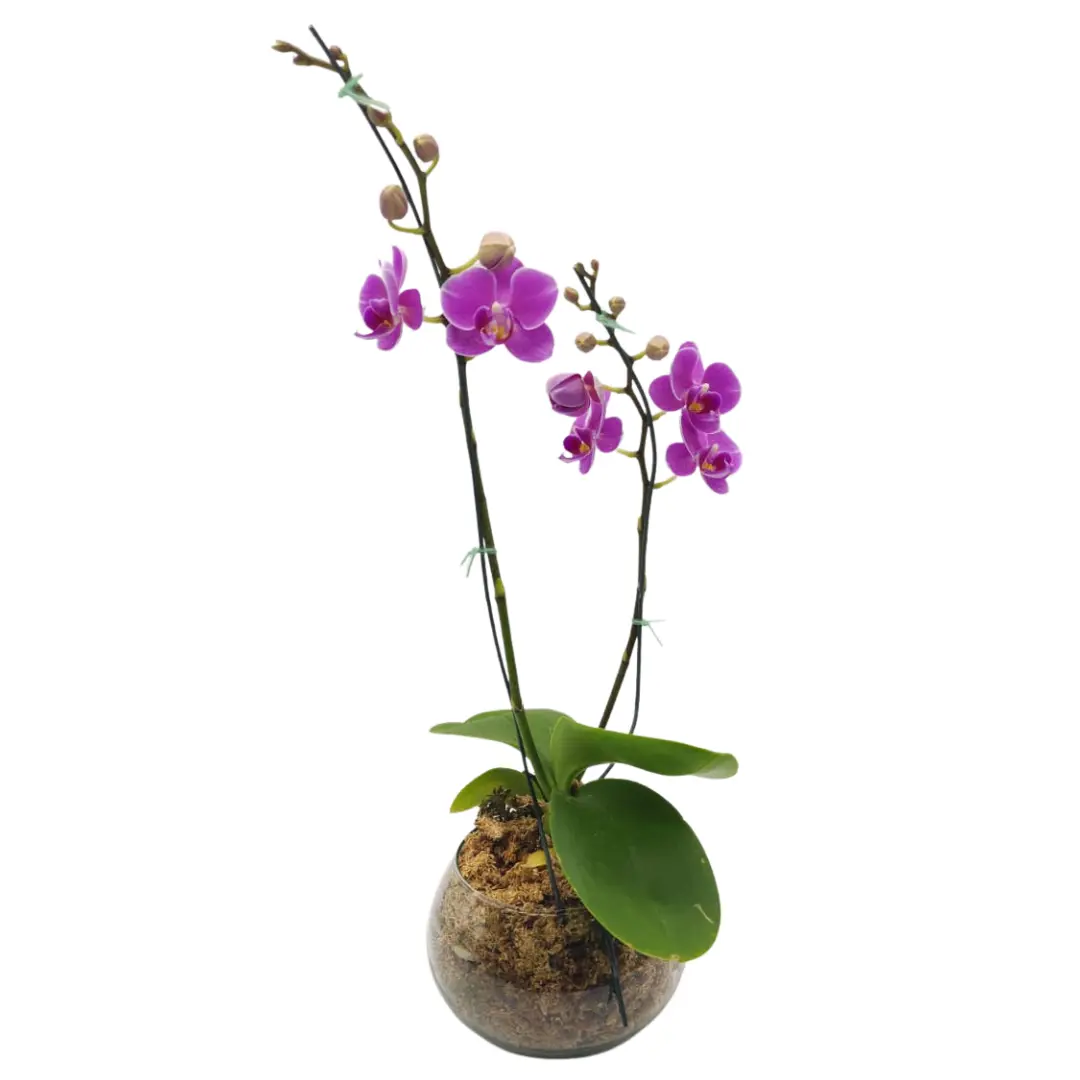 Orquidea violeta IV
