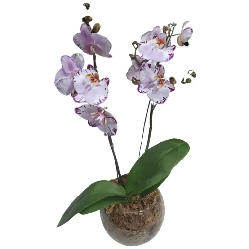 Orquidea blanca I