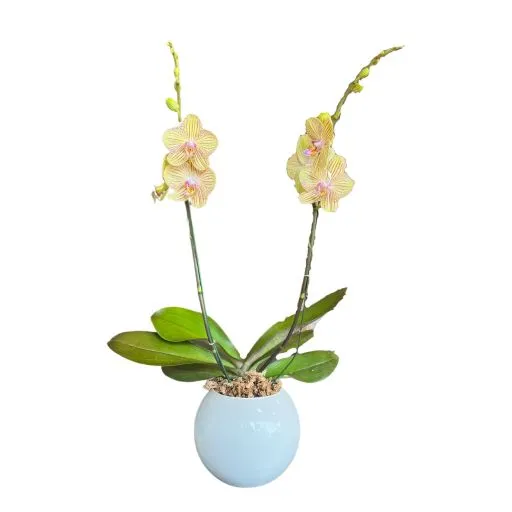 Orquidea amarilla I
