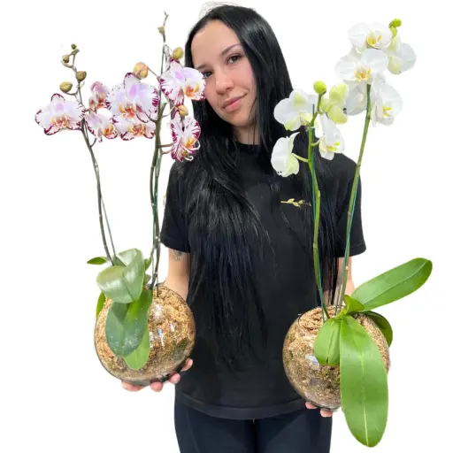 Orquidea promo 2 plantas 